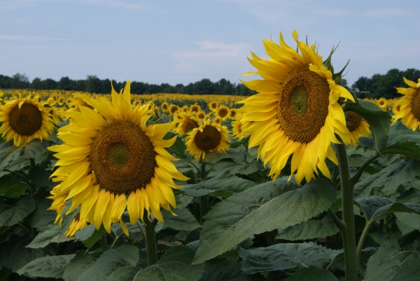 Creation of Sunflower transform: Step 3